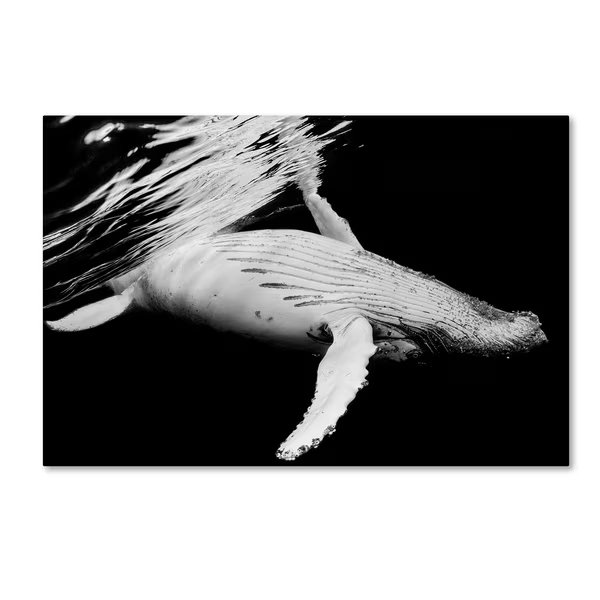 Barathieu Gabriel 'Black & Whale' Canvas Art, 16x24, Trademark Fine Art, Mfr#: 1X03478-C1624GG